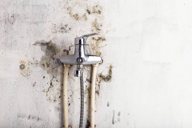 Best Home Mold Removal  in Slater Marietta, SC