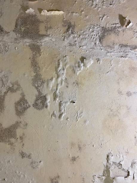 Best Office Mold Removal Services  in Slater Marietta, SC