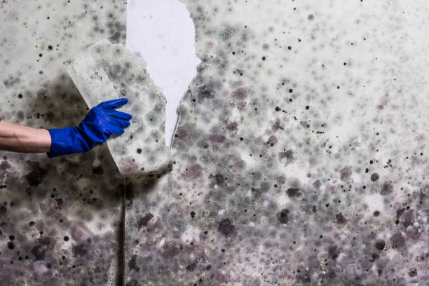 Best Mold Damage Repair  in Slater Marietta, SC